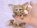 little_fennec_fox__size_comparison__by_lisatoms-d5uhexx.jpg